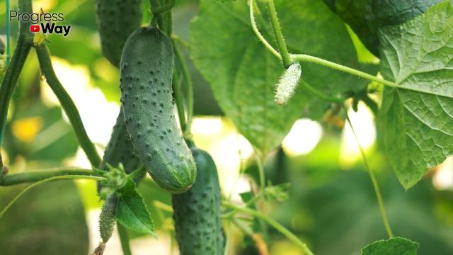 ОГУРЦОВ НАРАСТАЕТ НЕМЕРЕНО ЗА ОДНУ НОЧЬ! Вот простой супер прием для плодоношения Огурцов в Август смотреть онлайн