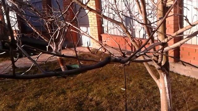23 марта 2019 г.Обрезка.Плодовая
древесина семечковых. смотреть онлайн