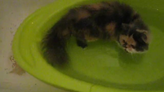 Кошка не боится воды.Сама в нее лезет. смотреть онлайн