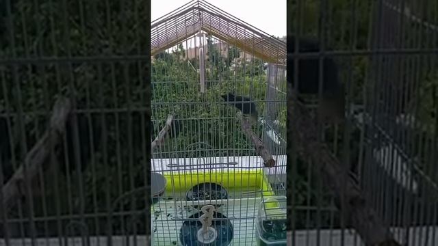 Неразлучник голубого цвета смотреть онлайн