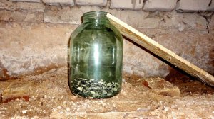 МЫШЕЛОВКА своими руками