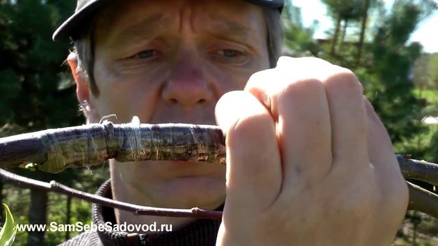 Соединяем два дерева в одно. часть 2. смотреть онлайн