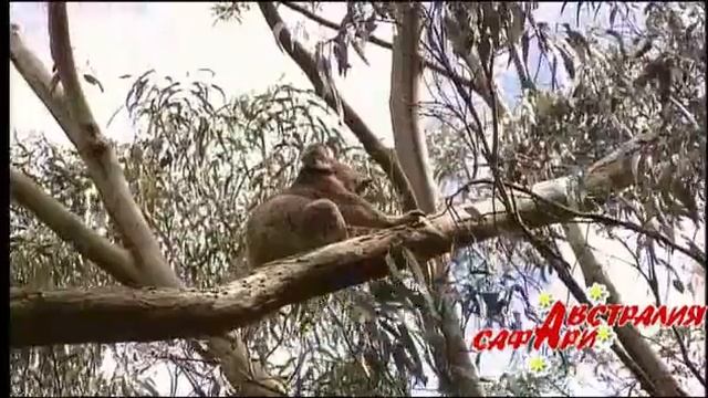 по Великой Океанской Дороге смотреть онлайн