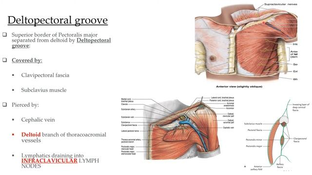 PECTORAL REGION UPPER LIMB SCAPULA ANATOMY смотреть онлайн