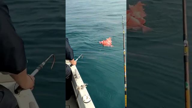 Тихий океан. Рыбалка смотреть онлайн