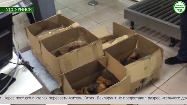 Чага - попытка незаконного экспорта смотреть онлайн