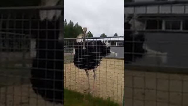 Дикие танцы со страусом смотреть онлайн