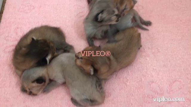 VIPLEO®. Самые редкие кошки в мире - каракет. Caracat