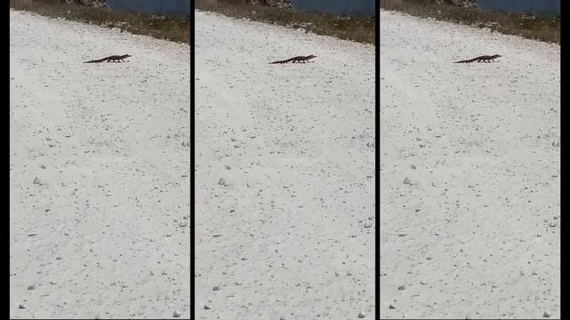 Mucho más camion de lo que piensas • 2020 VW Atlas Cross Sport • Vlog 279 смотреть онлайн