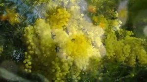 Люби, люби как солнце !