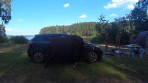 ? VLOG: Река Волга/ Отдых в кемпинге "Олений бор"/ День 2