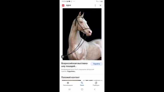 Как правильно чистить лошадь породы Ахалтекинец смотреть онлайн