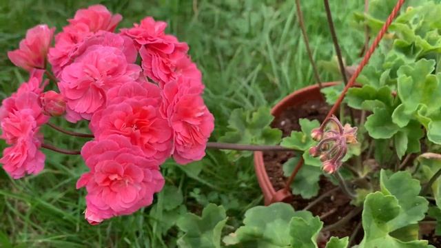 Марокканская принцесса пеларгония смотреть онлайн