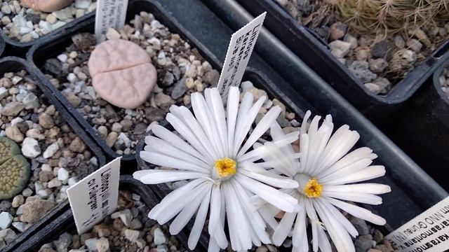 Моя Коллекция.Зимнее цветение литопсов.Полив зимой???Lithops смотреть онлайн