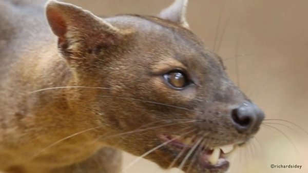 The Fossa from Madagascar