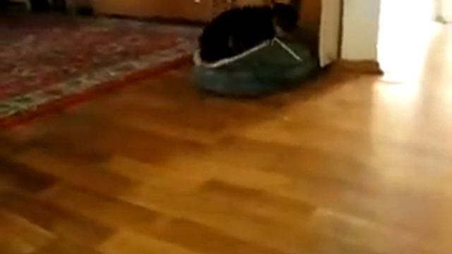 Той терьер Ипкинс признаёт свою вину смотреть онлайн