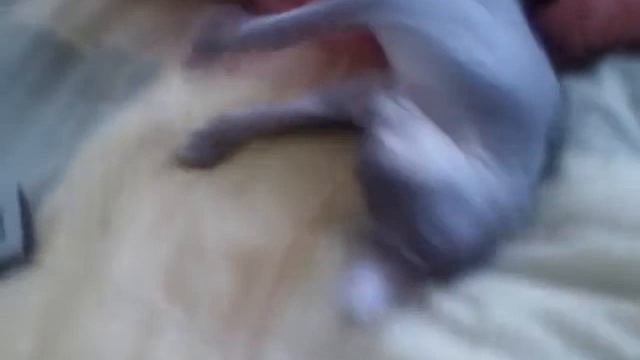 СФИНКС ЛЕЙЛА СПИТ )) смотреть онлайн