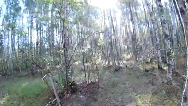 Тихая охота на грибы подберезовики