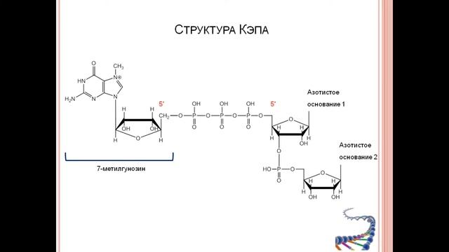Процессинг (созревание РНК), часть 1: Кэпирование и Полиаденилирование. смотреть онлайн