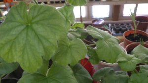 Хлороз на листьях пеларгонии! Срочно принимаю меры!