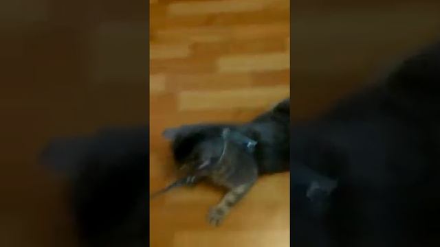 Купили коту ошейник для прогулок смотреть онлайн