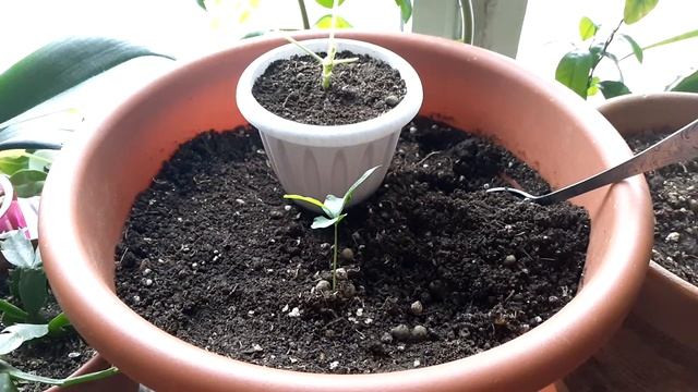 Как сохранить грунт для комнатных цветов живым в городской квартире? Анонс видео о покупке жилья. смотреть онлайн