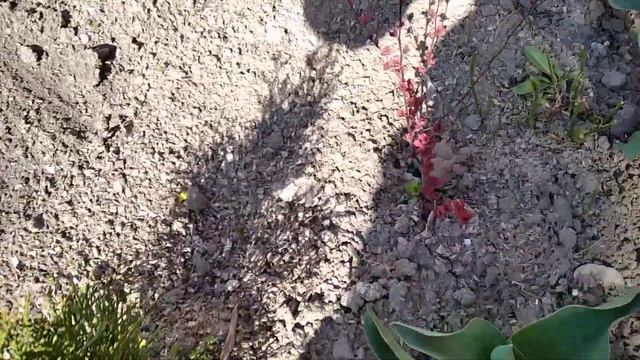 весенняя подкормка роз ирисов клематисов смотреть онлайн