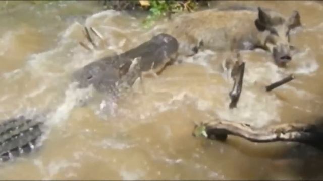 TIBURÓN DESTROZA A LOBO MARINO | Peleas de animales captadas en cámara смотреть онлайн