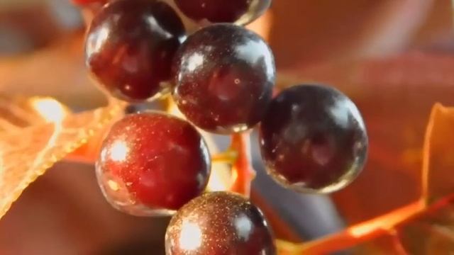 Что творит ЧЕРЕШНЯ? Почему нельзя выбрасывать косточки и хвостики черешни? Польза и Вред Черешни... смотреть онлайн