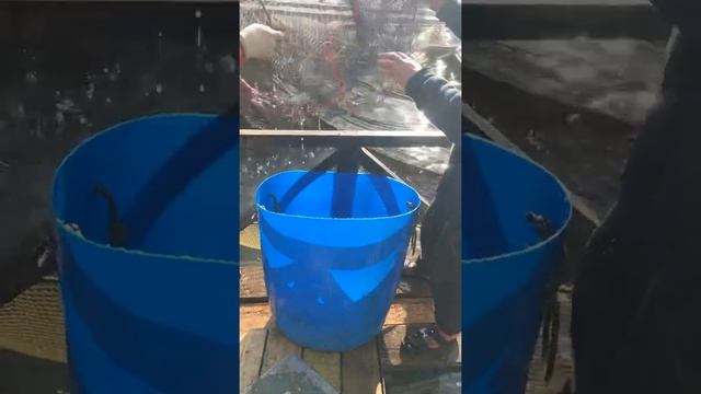 Литвиново смотреть онлайн