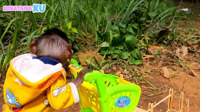 Luby Monyet Lucu Mencari Jeruk Untuk Memberi Makan Bebek смотреть онлайн