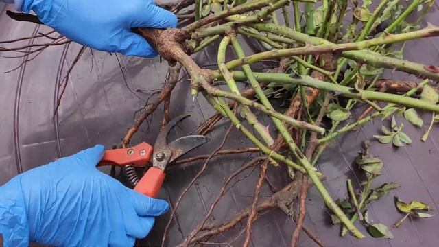 Подготовка саженцев к посадке после получения посылки. Инструкция по посадке. смотреть онлайн