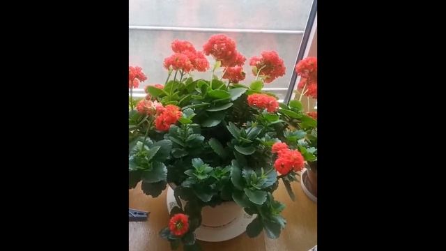 РАЗМНОЖЕНИЕ КАЛАНХОЭ ЧЕРЕНКАМИ. ДОМАШНИЙ БИЗНЕС... смотреть онлайн