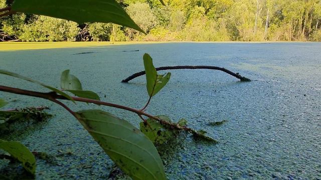 Я водяной. смотреть онлайн