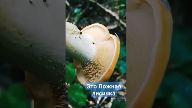 Ложная лисичка смотреть онлайн