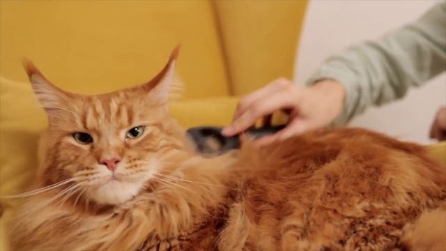 Любовь и Котики❤️ Часть 2. смотреть онлайн