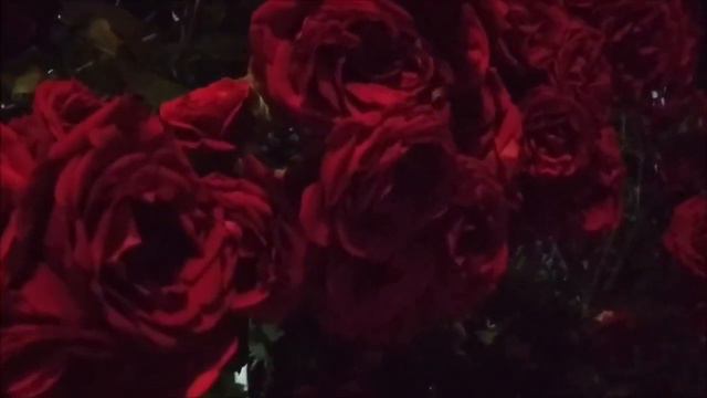 Чайные розы смотреть онлайн