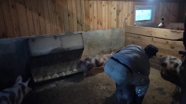 поросята какой вес за 30 дней на премиксу смотреть онлайн