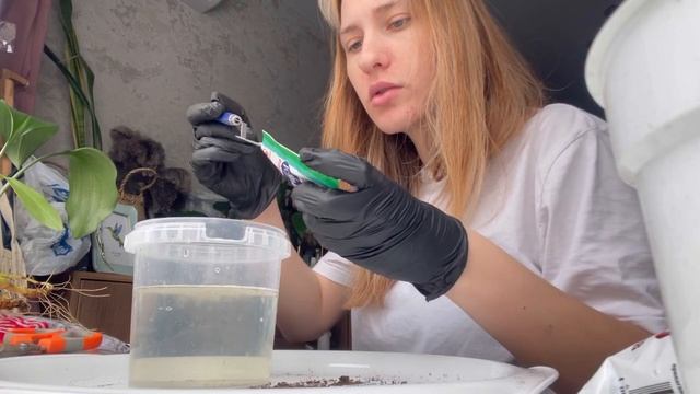 СГНИЛИ корни АНТУРИУМА! Пытаемся реанимировать. Сажаем в перлит. смотреть онлайн