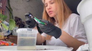 СГНИЛИ корни АНТУРИУМА! Пытаемся реанимировать. Сажаем в перлит.