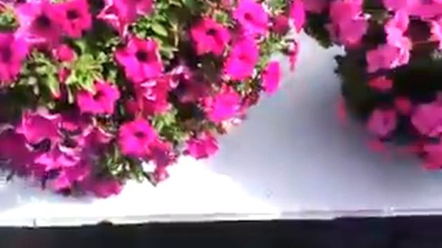 2014 Spring Trials: SUNTORY Collection Surfinia Sumo Petunia