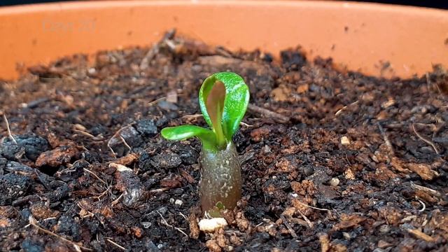 Growing ADENIUM From Seed - Time Lapse  In 100 Days #greentimelapse #gtl #timelapse