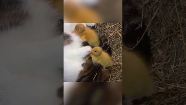 Кошка стала мамой для утят смотреть онлайн