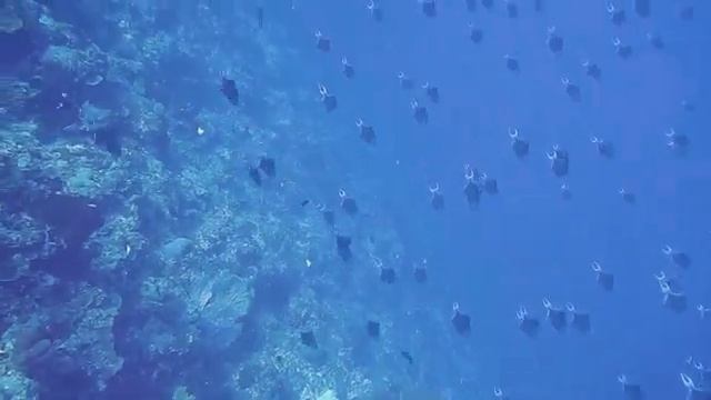 Красивая расслабляющая инструментальная музыка. Подводный мир.Underwater world. смотреть онлайн