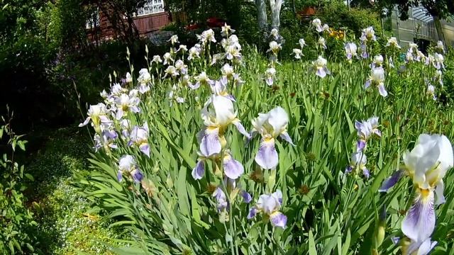 Неприхотливые многолетники-ирис бородатый и ранний лилейник. смотреть онлайн