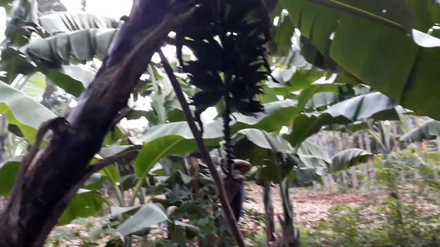 Life On The Farm// A Day In The Life As Farmer In Kenya смотреть онлайн