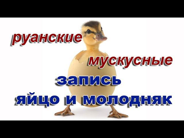 МУСКУСНЫЕ И РУАНСКИЕ УТКИ. Запись на 2022 смотреть онлайн