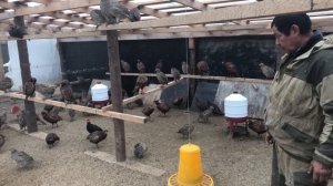 Разведение фазанов. Как и чем кормить фазанов.