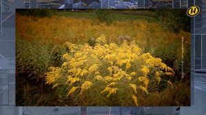 Красивый, но коварный: чем опасен золотарник канадский? || Зеленая среда