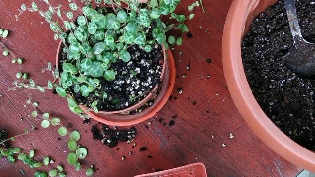 Розмноження Peperomia Prostrata